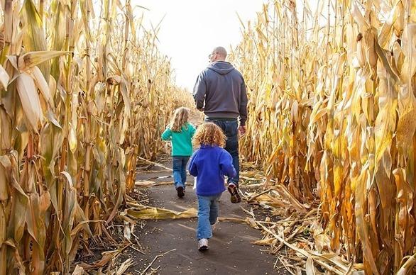 A father and his two young children walking on a path of a corn maze in the fall