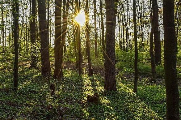 A forest with many trees with a path in Lower Dingman, an environmentally significant area located London, Ontario