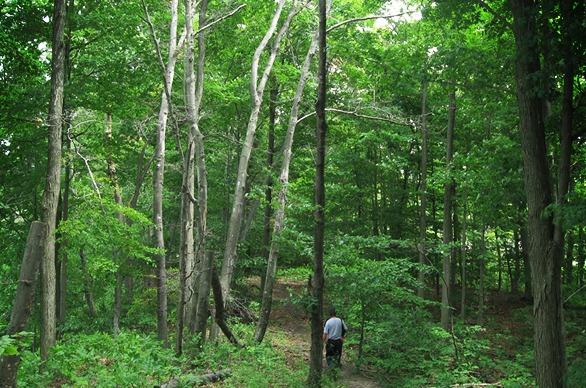 A person walking down a path in Warbler Woods surrounded by lush trees, located in London, Ontario