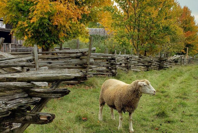 A sheep stands before a wooden fence with autumn trees behind. The scene is serene and picturesque.