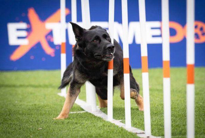 Dog weaving through agility poles on grassy field with blue and orange 