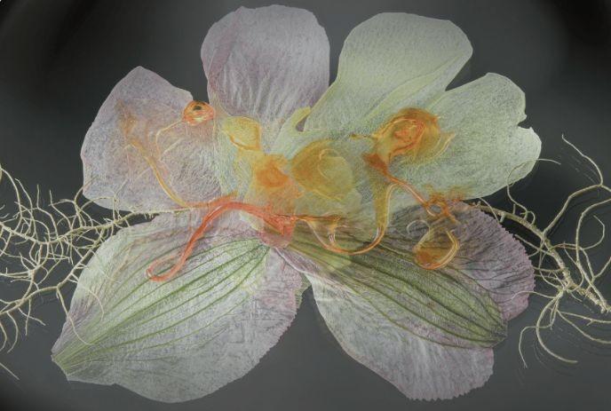 A delicate, translucent flower with intricate details and visible internal structures, set against a dark background.