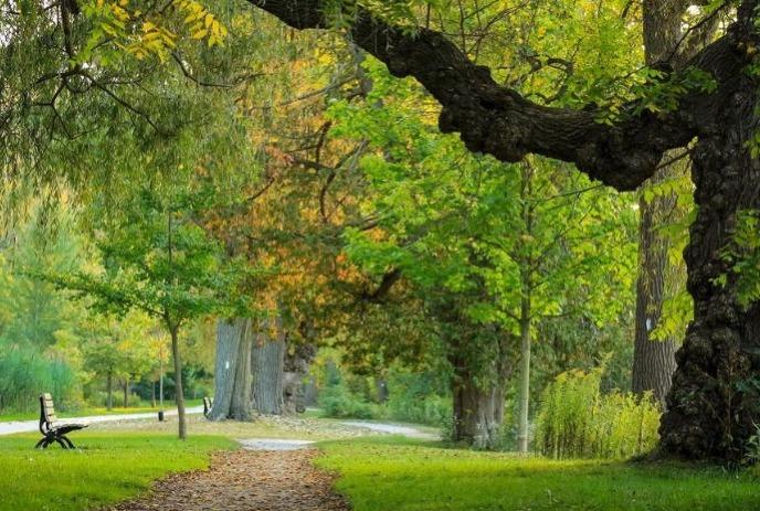 A serene park with a large, twisted tree arching over a path, lush green foliage, and a bench on the left.