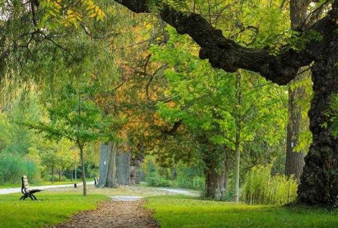 A serene park with a large, twisted tree arching over a path, lush green foliage, and a bench on the left.