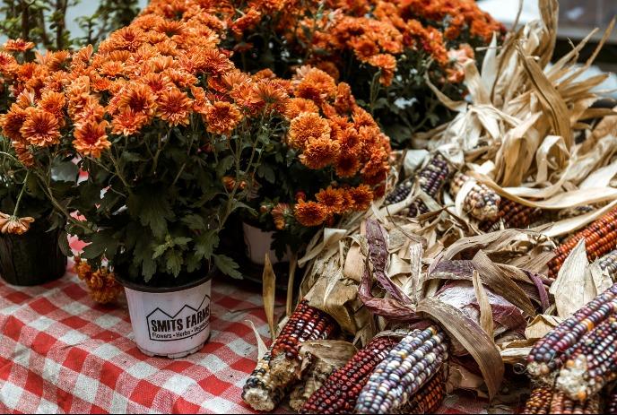 Orange mums in pot, dried corn, red checkered cloth. Autumn harvest display with vibrant flowers and seasonal elements.