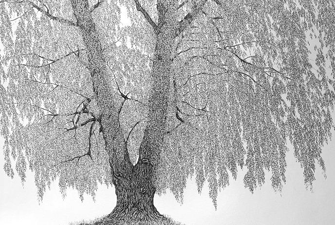 A detailed black and white illustration of a large, leafy tree with intricate branches spreading outwards.