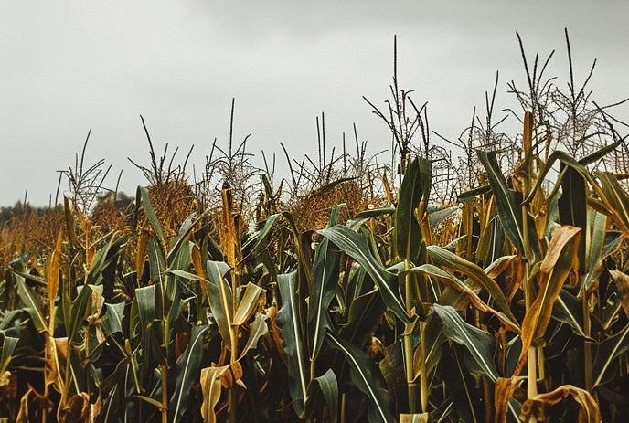 Cornfield under an overcast sky, with mature stalks ready for harvest in a field.