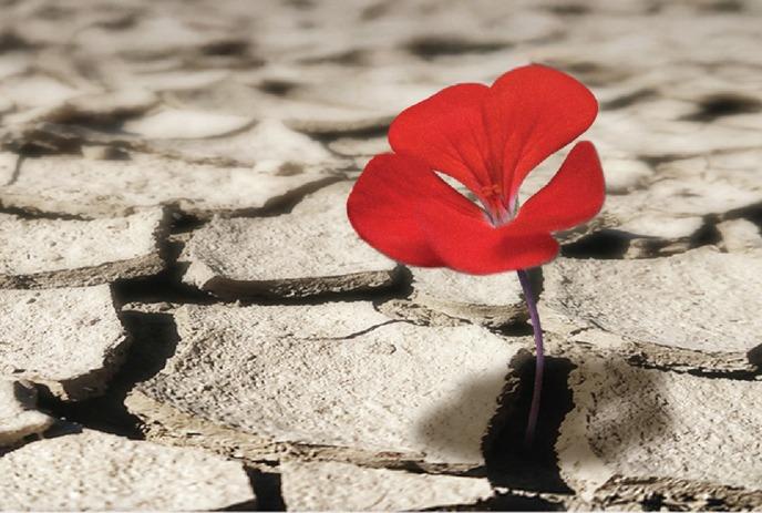 A single red flower blooming through cracked, dry earth