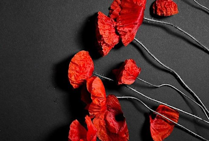 A cluster of delicate red poppy flowers arranged against a black background.