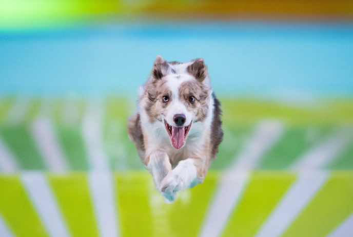 A joyful dog with a light brown and white coat with its tongue out, set against a vibrant green and blue background.
