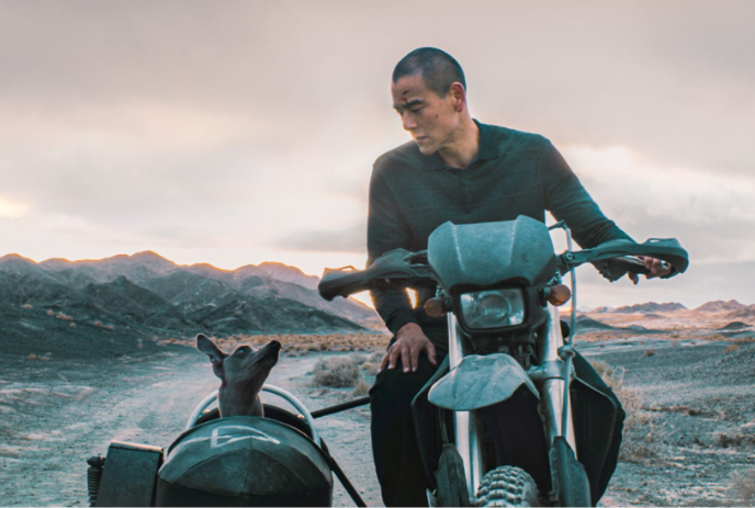 Person riding a motorbike with a dog in the sidecar.