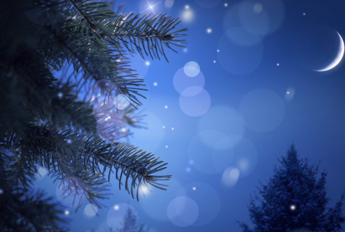 Night view with snow falling around evergreen trees.