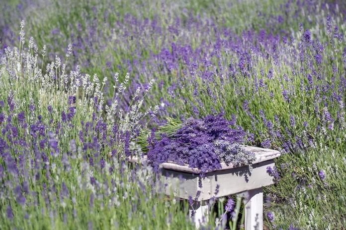 sparta-lavender-1