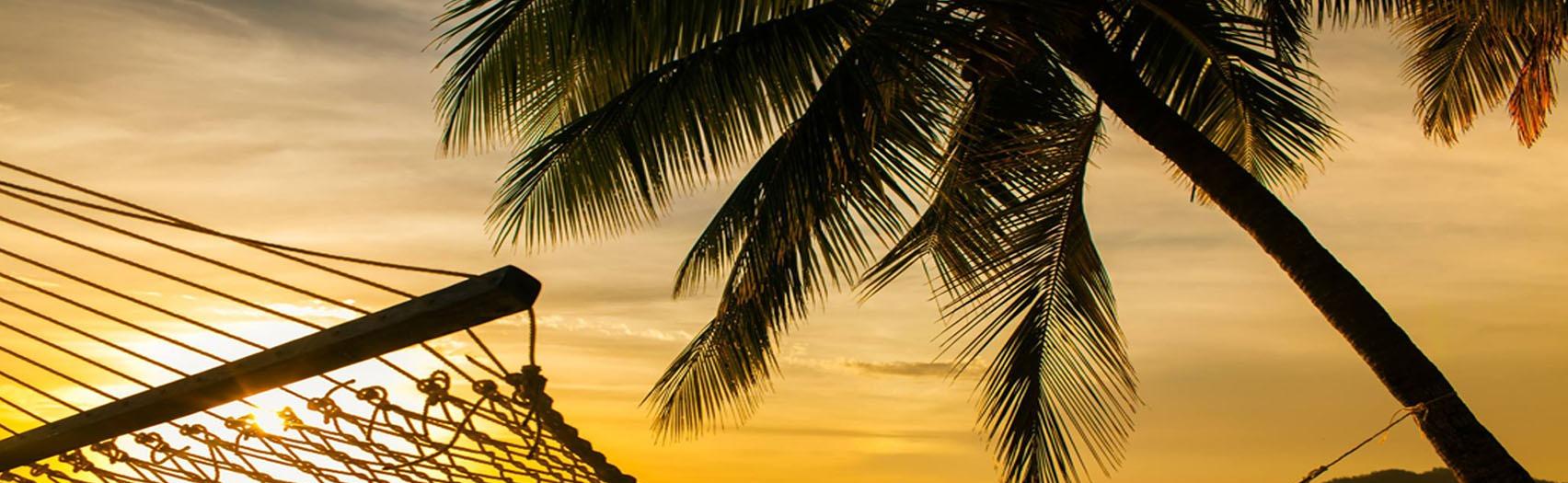 Sunset, Hammock and Palm Tree