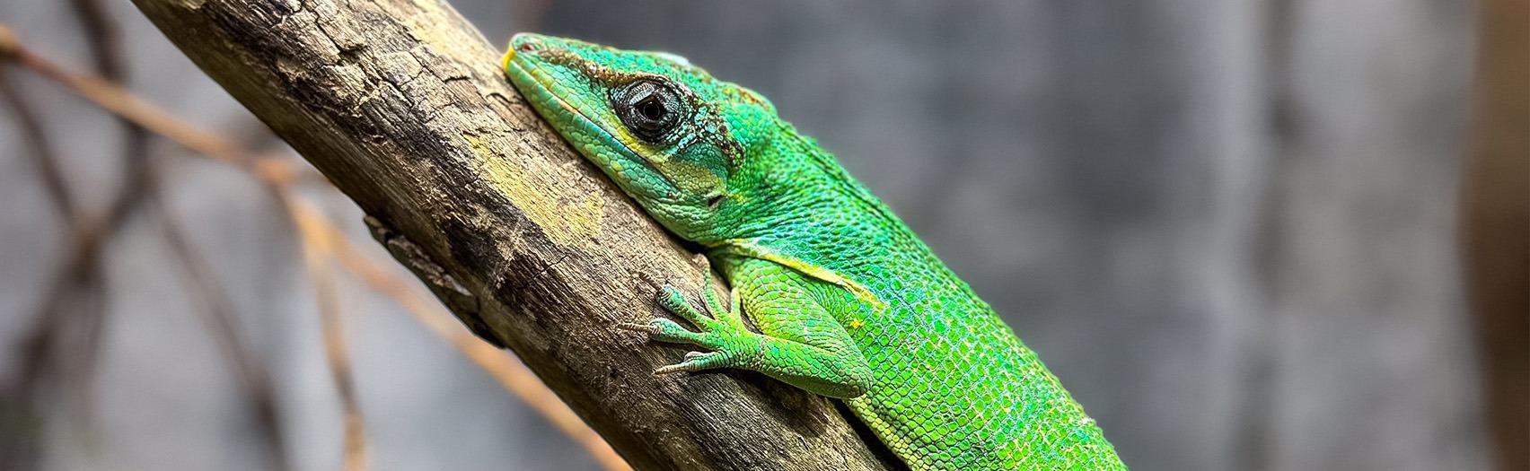 Reptilia green lizard