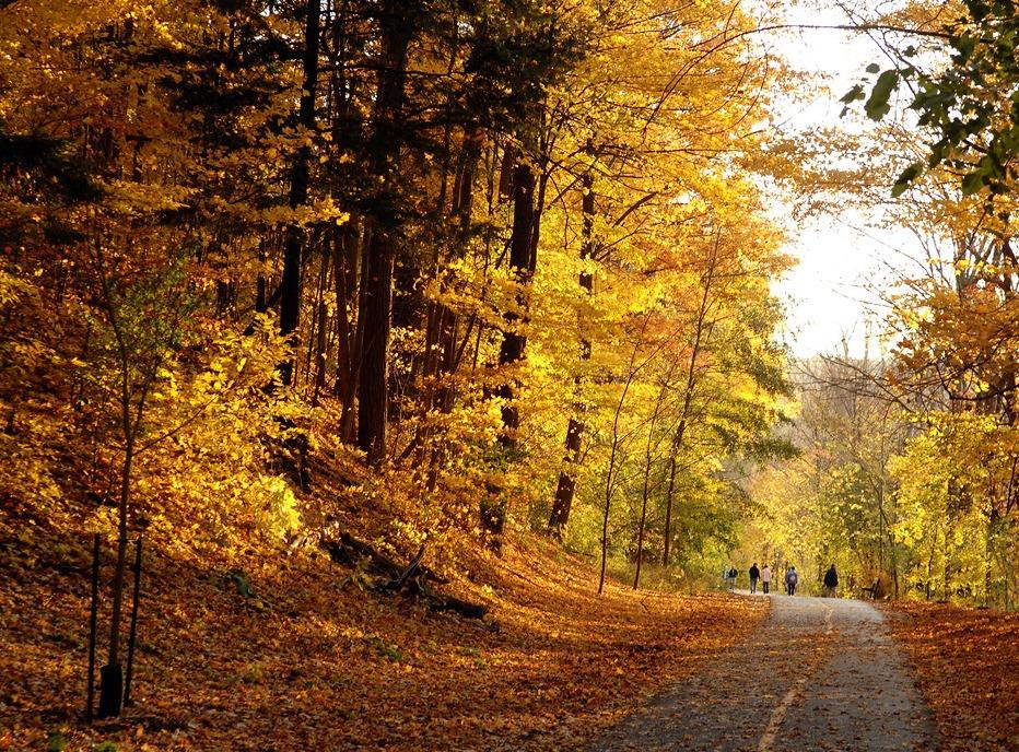 A group of people walking on a paved path surrounded by fall trees in London, Ontario