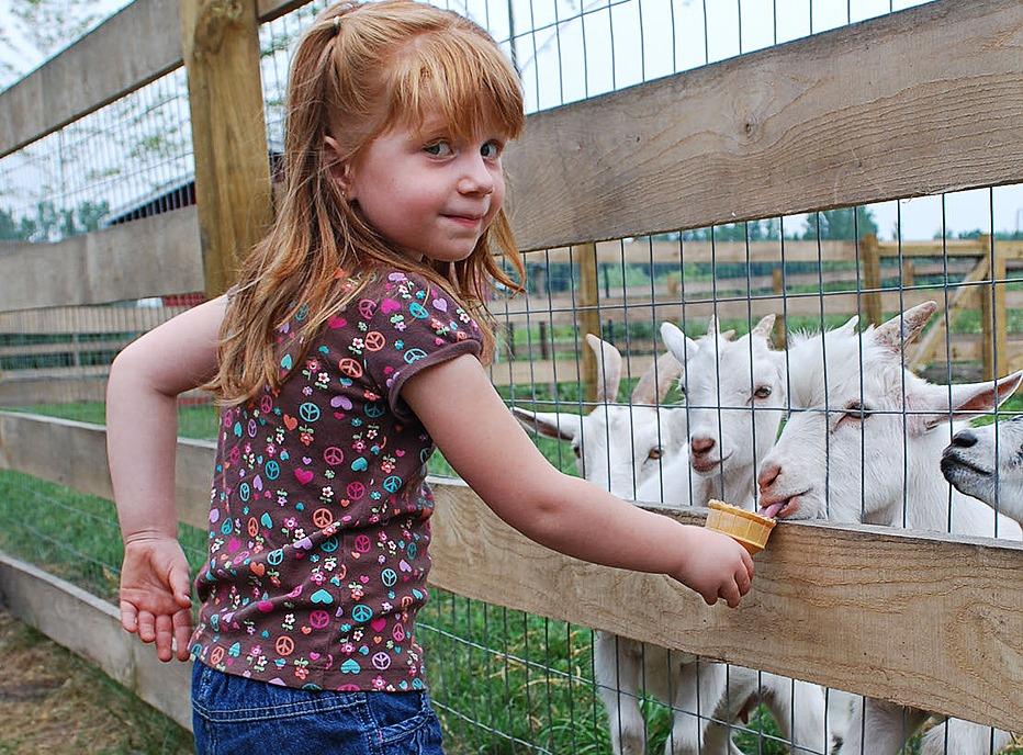 A young girl feeding baby goats outdoors on a farm