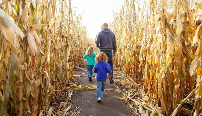 Family exploring the corn maze at Appleland Station