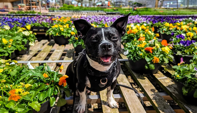 A happy puppy sitting around plants