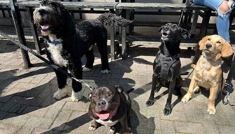 Four well behaved dogs sitting at an outdoor patio