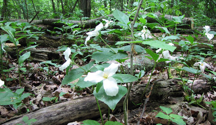 Unique Natural Areas Found In London Ontario